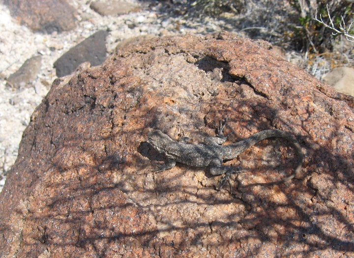 Side-blotched Lizard